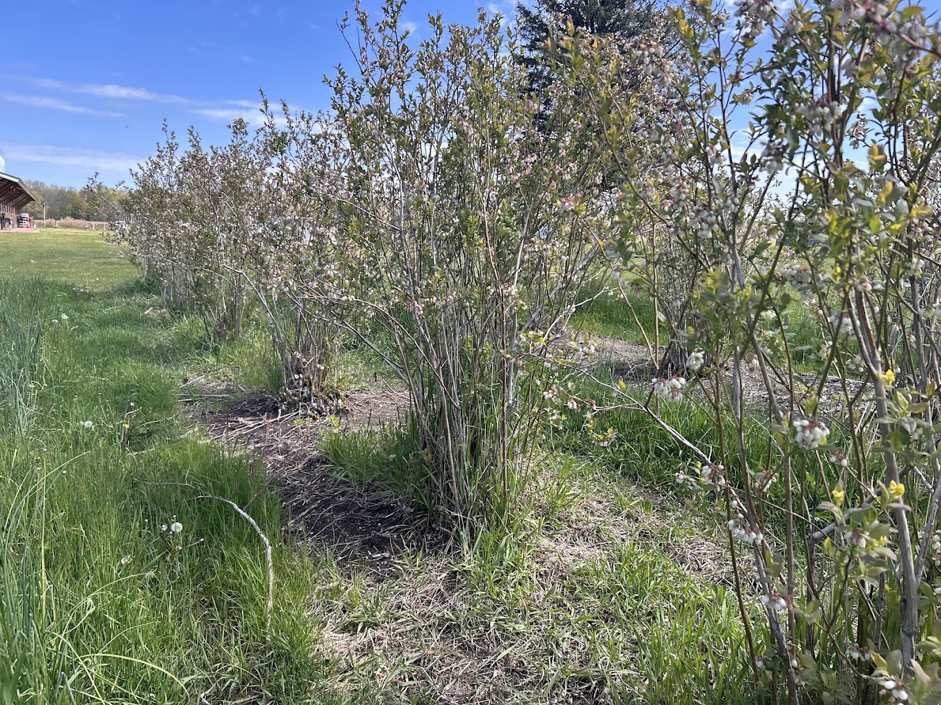 Bluecrop  blueberry bushes in early May.